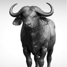 3D African  buffalo - Black Cape model